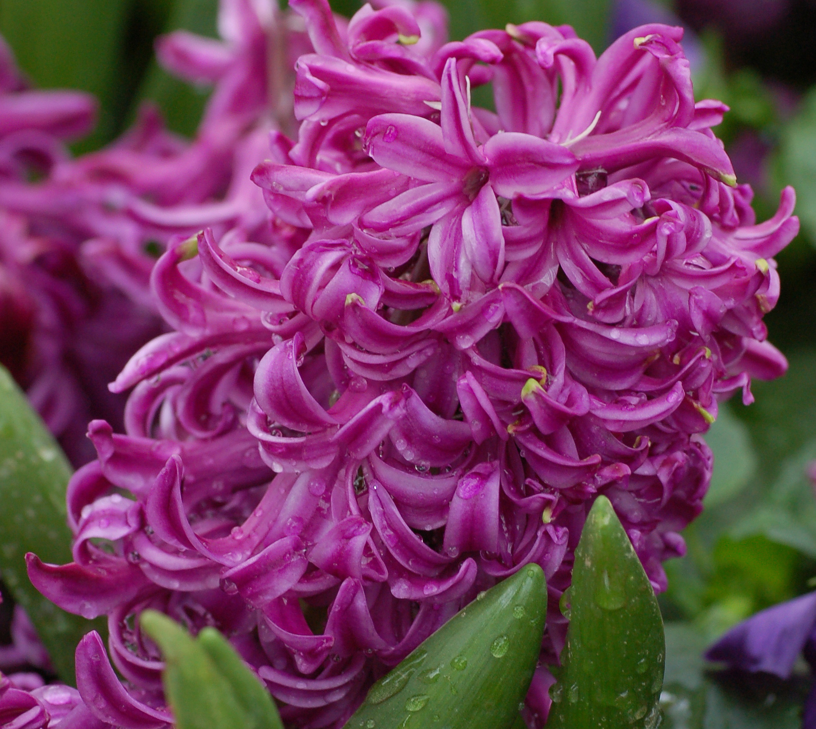 Garden Hyacinth cropped